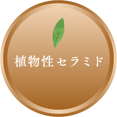 植物性セラミド